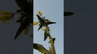 Sovan de pia