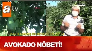 Çiftçinin avokado nöbeti! - Atv Haber 3 Ekim 2020