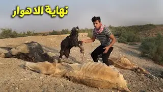 Болота превращаются в ужасающую пустыню, а коровы массово гибнут. Болота Ирака исчезли. 🇮🇶