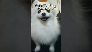 Doge Dog V.S Gabe The Dog (The Ultimate Battle) 😱 #Shorts