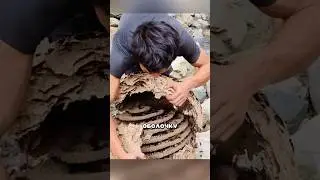 Разобрал улей шершней #факты #животные #насекомые