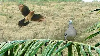 Creativity New Dove Trap  Amazing Dove Trap Technique