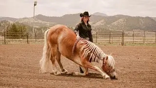 ~Button~ 2021 Halflinger Mare
