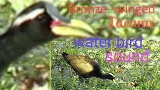 Water bird Bronze -winged Jacana's amazing sound.