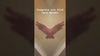 Congrats finding a rare spider. First one comments gets a shout out.