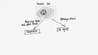 Cell Damage and Death 1: Overview