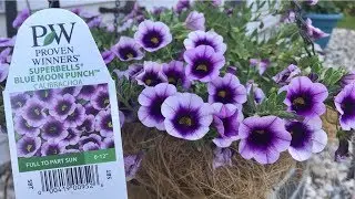 SUPERBELLS BLUE MOON PUNCH 💜|| ДОКАЗАННЫЕ ПОБЕДИТЕЛИ||