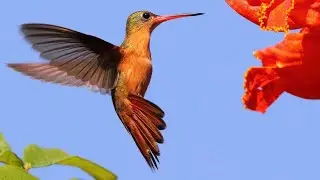 What kind of HUMMINGBIRDS are in Puerto Vallarta Mexico?