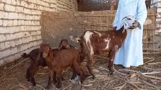 اجمل عروض سلالات الماعز الوالد الزرابي بسعر روعه01121773748(١٢/٢٠)