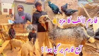 Barkat Farm Update | Bakriyon Ki Feeding | Farm Visit