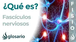 FASC&Iacute;CULOS NERVIOSOS | Qu&eacute; son, componentes, partes, ubicaci&oacute;n y funciones