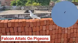 कबूतर उड़ाने के बाद बाज ने हमला कर दिया | Falcon Attack on Pigeons 