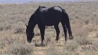 Sand Wash Basin Wild Horses (1) - Colorado