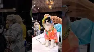 cool cat 😎