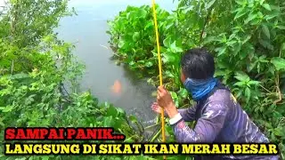 REZEKI TAK TERDUGA...! Saya Baru Bongkar Sarang Langsung Panik Di Sikat Ikan Merah Besar Berkali²