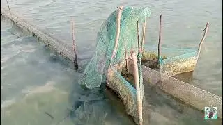 Man-made traps around lagoons to capture shrimp🐬 #nature #new #fish #shrimp