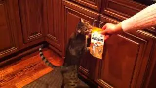 Smitty Makes a Compelling Argument for Treats