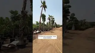 Most expensive topiaries and rare plants. #landscape #uae