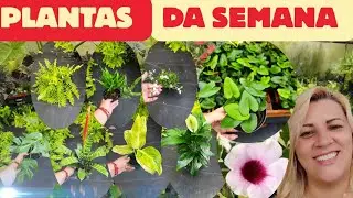 Várias plantinhas lindas que chegaram hoje 