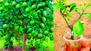 Simple Method Grafting orang tree With Onion In A Glass Of Water