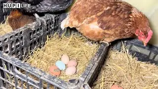 Country Life | Amazing Harvesting Chicken Eggs, Duck Eggs, Muscovy Duck Egg On The Farm #countrylife