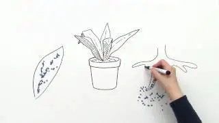 WASSERTRANSPORT IN PFLANZEN | Biologie | &Ouml;kologie