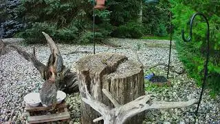 A Rabbit Decides to get Nice and Cozy in the Squirrel Feeder