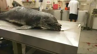 Red Tide Leads To Massive Fish Kill in Florida