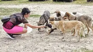 Family of Hungry Stray Dogs Asked me to Feed their Little Puppy First