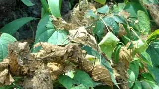 Tertiary Ingredients of Centaurea solstitialis Formuls: Pankaj Oudhia's Medicinal Plant Database