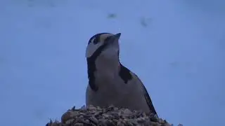 GREAT SPOTTED WOODPECKER, BULLFINCH, GREAT TIT AND SQUIRREL.  JANUARY 17. NORWAY. 