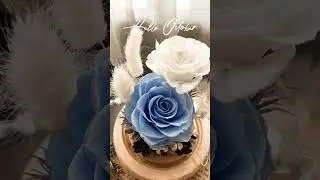 Preserved rose in glass dome and Herbarium