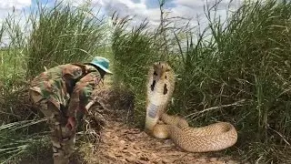 Wow! Brave Man Catch Big Snake By Hand At Rice Field