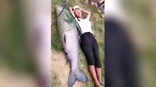 Have you ever seen such a giant black carp?