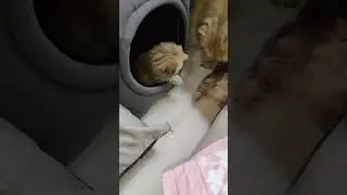 🐾😺👀