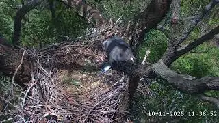WB Sea Eagle Cam: 2025.11.10 Eaglets' day starts early before 6 am.