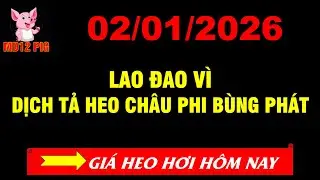 Gi&aacute; heo hơi h&ocirc;m nay 02/01/2026| LAO ĐAO V&Igrave; DỊCH B&Ugrave;NG PH&Aacute;T | md12pig #giaheohoihomnay #giaheohoi