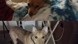 My pets Lilly and Rocket. #1