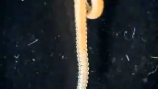 Illacme plenipes -  World's leggiest animal