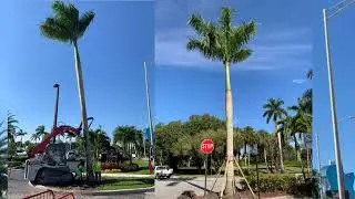 ROYAL PALM O PALMA REAL
