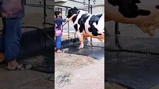 Holstein Friesian bull with a robust build gets showered
