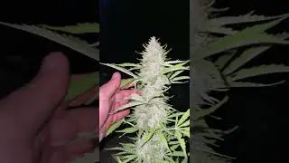 Six Shooter | Fast Buds | Best Sativa grown by ciccio1191
