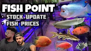 Fish Point Lates Fish Prices & Stock Update | Lalukhet Aquarium Market Fish Prices - Imran&rsquo;s World