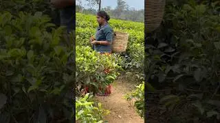Visiting a tea plantation in Sri Lanka