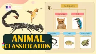 Classification of Animals, learn animals classification, Classification of animals of the world