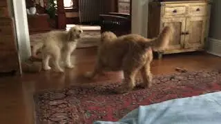 2 Doodles fighting........... as much as they can anyway.