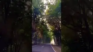 #drive #nature #forest #canopy #germany #calm #greenry #summer #shorts #love