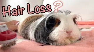 Hair Loss In Guinea Pigs - Possible Causes and Treatments!