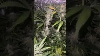 Sticky Monkey Weed