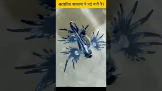 blue dragon sea #hindi #knowledgefacts #shortvideo